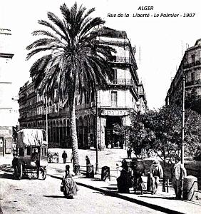 Alger - Rue de la Liberte - Palmier - 1907